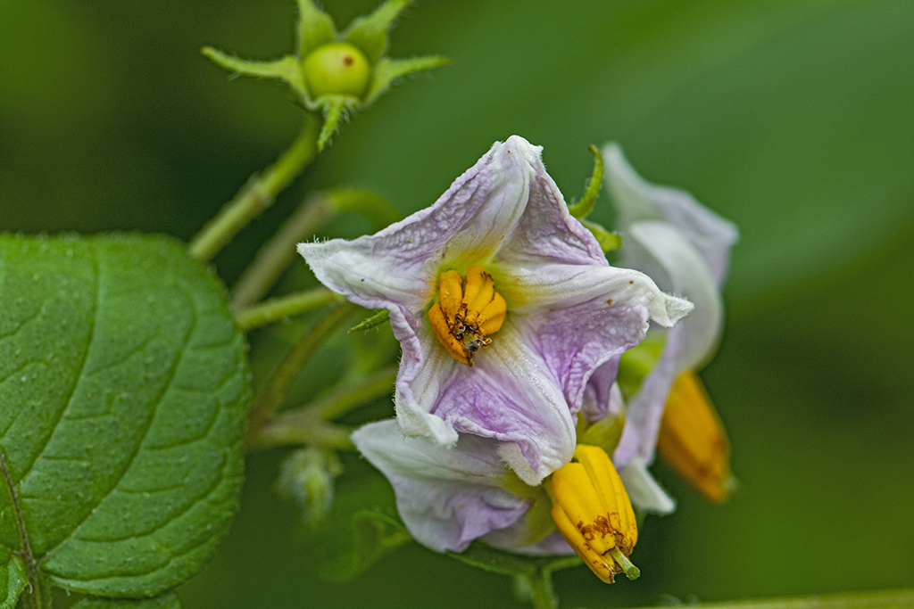 6a DSC_7379  c .jpg